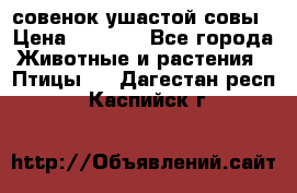 совенок ушастой совы › Цена ­ 5 000 - Все города Животные и растения » Птицы   . Дагестан респ.,Каспийск г.